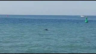 Delfin in Ostsee vor Rostock – Familie filmt das Tier vor dem Warnemünder Hafen