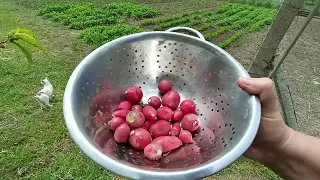 ВОТ ТАК ЖИВУТ В ДЕРЕВНЕ / ЗАВТРАК С ОГОРОДА