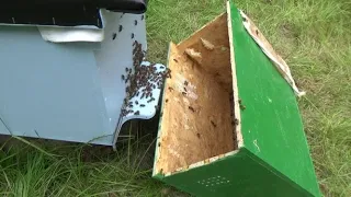 ПЕРЕСЕЛЕННЯ РОЮ У ВУЛИК В БРИТАНІЇ.Relocation of the swarm into a hive in Britain