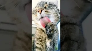 Best of The 2022 Funny cats 🐕🐕🐈😺🐶 Videos||Funny cats 🐕 Videos By pak Cats 56