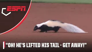 SKUNK DELAY 🦨😬 MiLB game interrupted by a smelly visitor