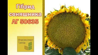 Соняшник ЛГ 50635 🌻, опис гібриду 🌻 - насіння в Україні