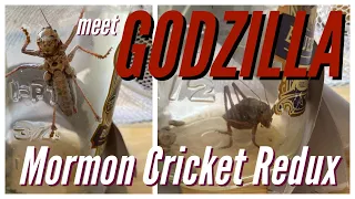 Mormon Cricket Redux - Meet GODZILLA!