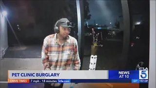 Burglar caught on camera breaking into Long Beach veterinary clinic