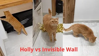 Holly vs invisible wall