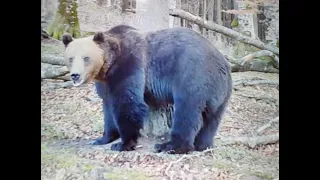Urși masivi la Lacul Bicaz