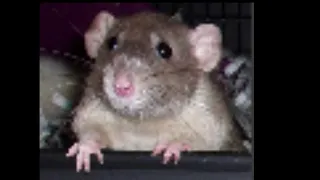 rat 1