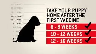 Understanding dog vaccinations - Purina