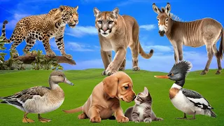 Cute Little Farm Animal Sounds: Donkey, Cougar, Duck, Cat, Leopard, Dog,... - Wild Animal Sounds