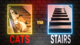 Funny Cats Falling Down Stairs Compilation || Cat vs stairs