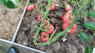 Обзор новых сортов томатов 2023г.(часть 2)
