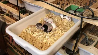 Rodent Room with Hundreds of Rats and Mice! How do we manage this many?