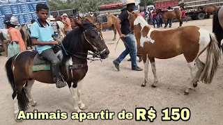 VISÃO GERAL DA FEIRA DE CAVALOS DE CARUARU PE, ANIMAIS APARTIR DE R$ 150  18/01/2022
