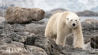 Spitsbergen, the PONANT way | PONANT