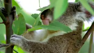 King Koala