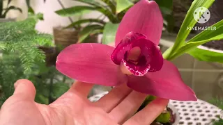 Цветение lycaste chita impulse "jenny", paphiopedilum violascens и мои новинки