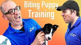 How To Prevent Your Puppy From Biting - Professional Dog Training Tips