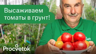 ЛУЧШИЙ СПОСОБ ПОСАДКИ ТОМАТОВ В ТЕПЛИЦУ! Посадите так и урожай будет некуда девать