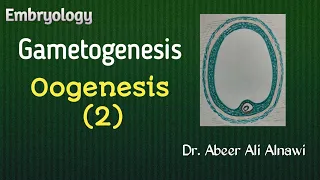 (10) Embryology/Gametogenesis; Oogenesis 2 / Dr. Abeer Ali Alnawi