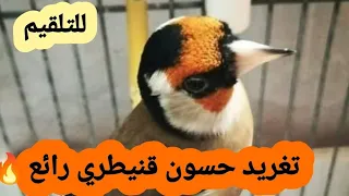 Beautiful singing of the goldfinch  /غناء رائع للحسون القنيطري /الشبيه بالشون القادوسي الجزائري 🔥