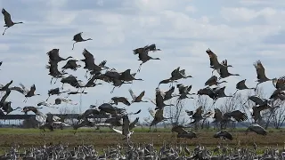 23/02/11 - Merced National Wildlife Refuge Part 1