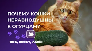 🙀Почему кошки неравнодушны к огурцам🥒| kotovideo 🎬