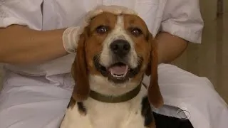 China genetically modifying beagles