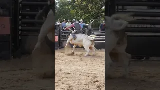 Bull ride in Belton