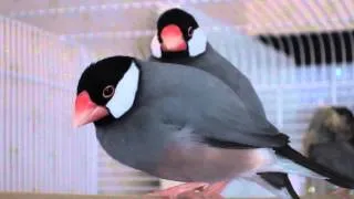 Java finch family grooming