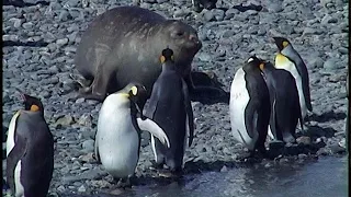 Elephant seals and  King Penguins At South Georgia Island