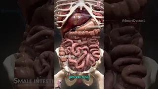 Anatomy of internal Organs ⚡