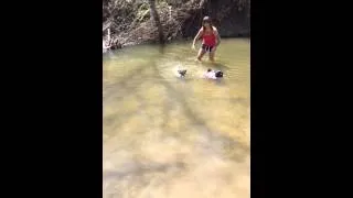 Pugs swimming