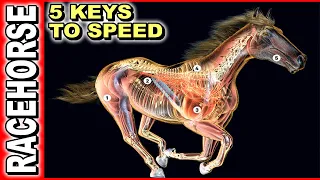 5 Keys To Race Horse Speed