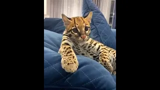 Pet ocelot cat