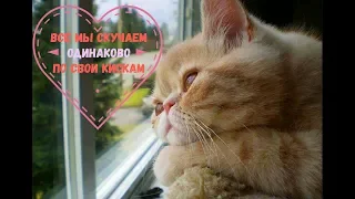 Кот скучает по киске! Коты как люди! Хорошего настроения!