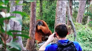 A HUGE orangutan interrupted our trek [Sumatra Jungle Trek DAY 2]