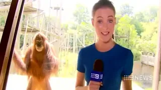 Possessed Animals Caught On Camera