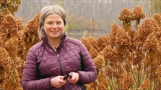 How to Prune Your Panicle Hydrangea in Fall