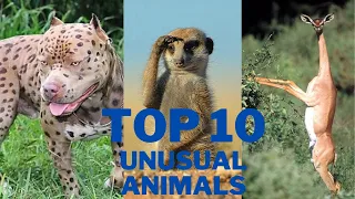 weird pets compilation /TOP 10 weird unusual pets you have ever seen/ 10 exotic weird pets