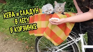 КЕВА И СЛАДУН В ЛЕСУ! С КОТОМ ВХОД РАЗРЕШЁН!