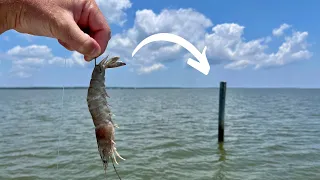 Using GIANT PRAWNS To Catch These Delicious Prehistoric Looking Fish! *Catch, Clean, & Cook*