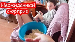 VLOG У нас опять перестановка