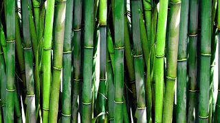 Can Goats Eat Bamboo? 🎍 (Health Benefits/Risks)