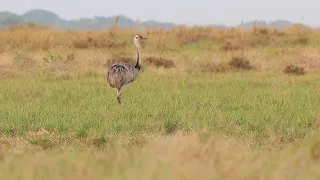 Singing Greater Rhea (Rhea americana), Laney Rickman Blue-throated Macaw Reserve, Beni, Bolivia