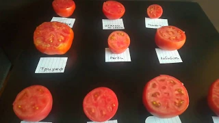 Узрели домати:класация по вкус