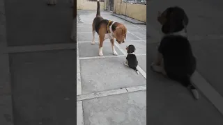 Leo & Lilly | Father & Daughter | Leo The Beagle