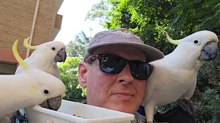 Feeding cheeky and cute wild cockatoos