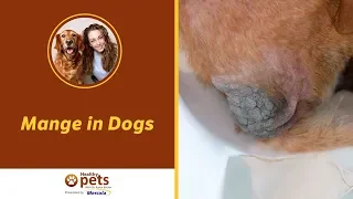 Mange in Dogs - Symptoms and Treatment
