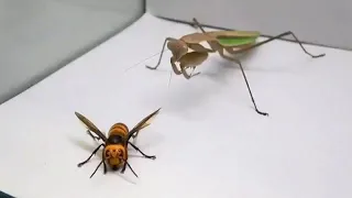 Anche la vespa "killer" mandarinia ha il suo nemico: ecco come una mantide religiosa la uccide