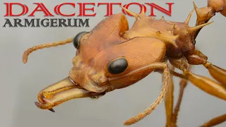 ★ Our MOST AMAZING ant yet! ★ - Daceton armigerum